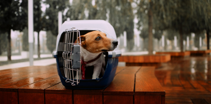 7 Powerful Steps: How to Crate Train an Older Dog with Separation Anxiety Successfully