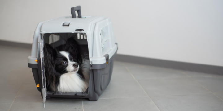 The Best Collapsible Dog Crate!