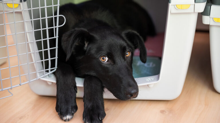 How To Choose a high anxiety dog crate – Why is it Useful to Use a High Anxiety Dog Crate?