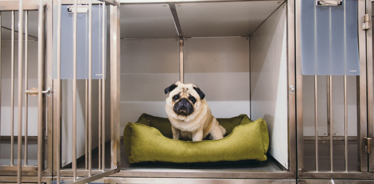 5 Best Benefits of a Soundproof Dog Crate