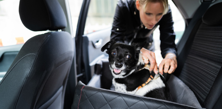 Car Dog Crate: Your Pet’s Safe Space on the Move