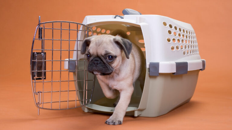 Choosing between Heavy Duty Dog Crates and Kennels