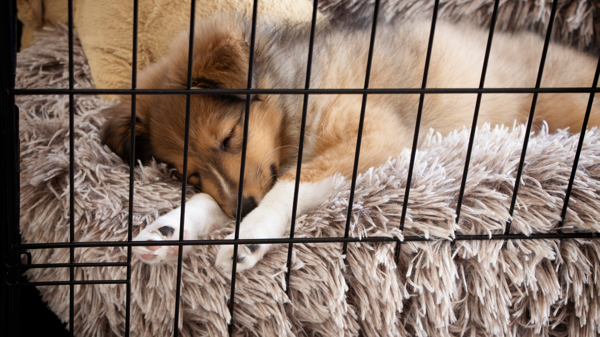 Crate Training Pros and Cons