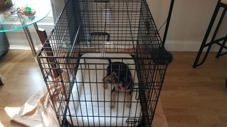 3 Best Dog Apartment Crate You Can’t-Miss