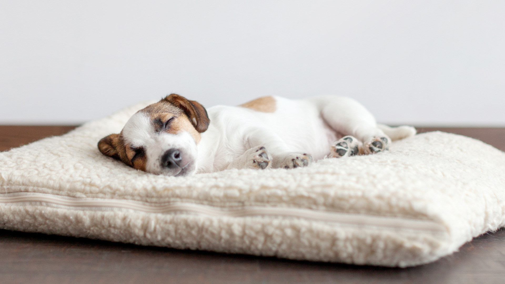 Dog Beds for Crates