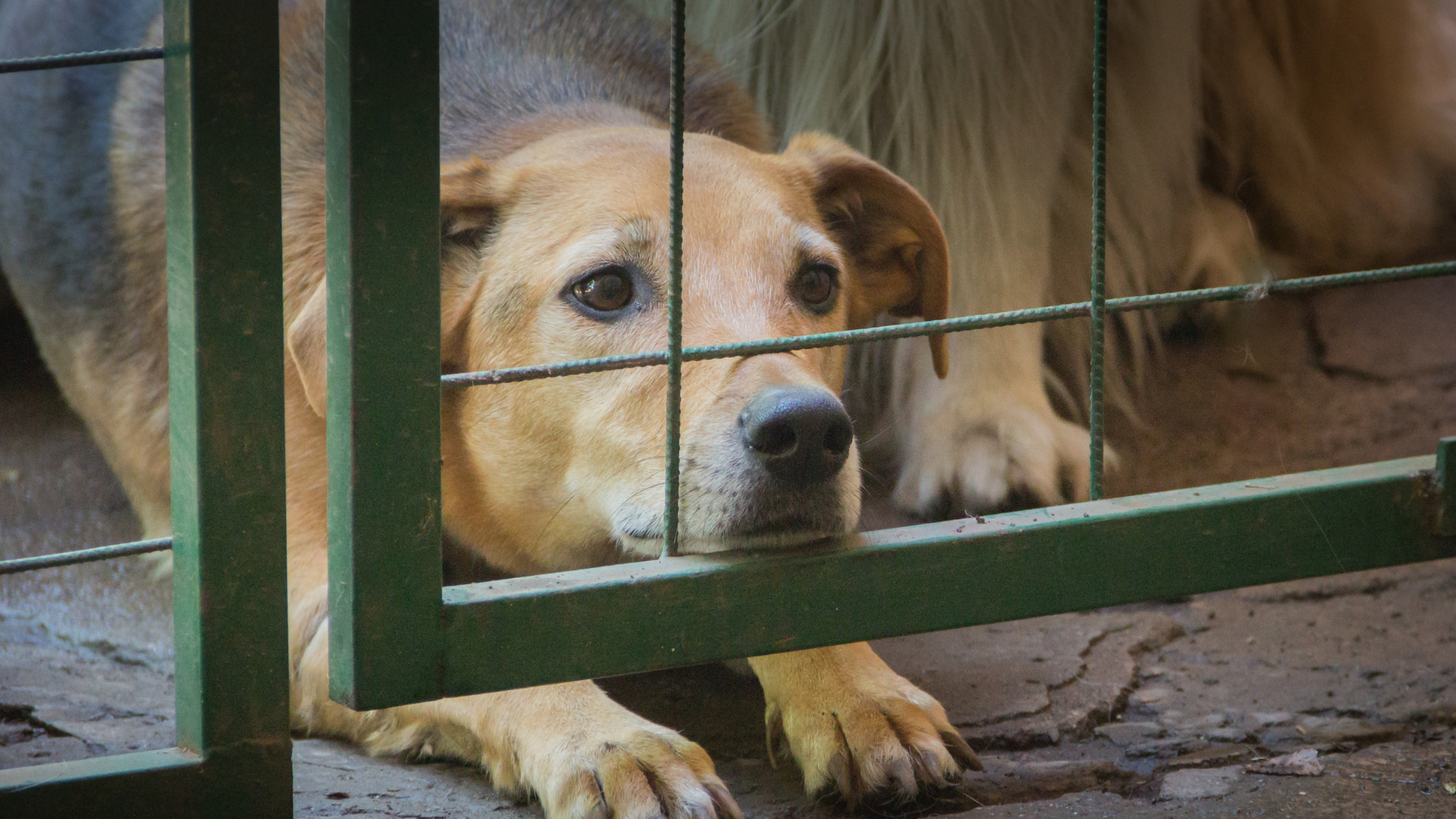 Dog Crate Training Schedule