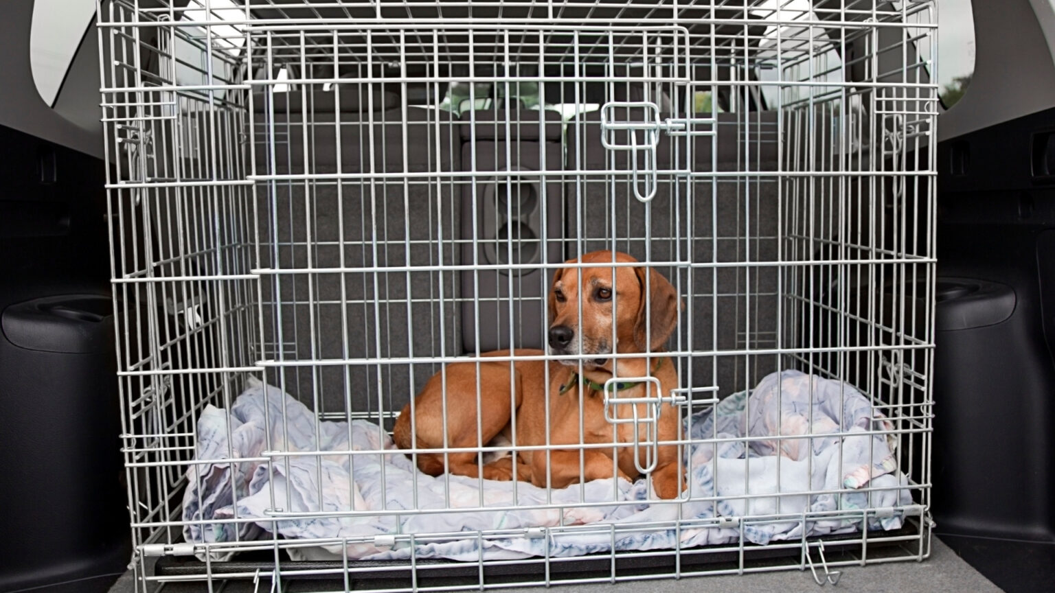 Best Heavy Duty Large Dog Crate Available In 2023 And 2024 Only Dog Crate   Heavy Duty Large Dog Crate 1536x864 