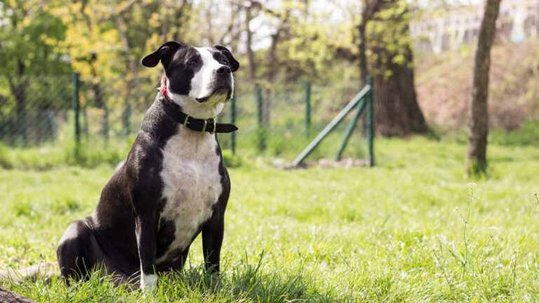 Best 3 Dog Crate for Pitbull