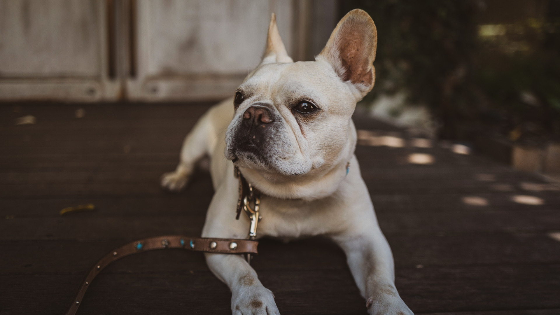 how to train a stubborn dog