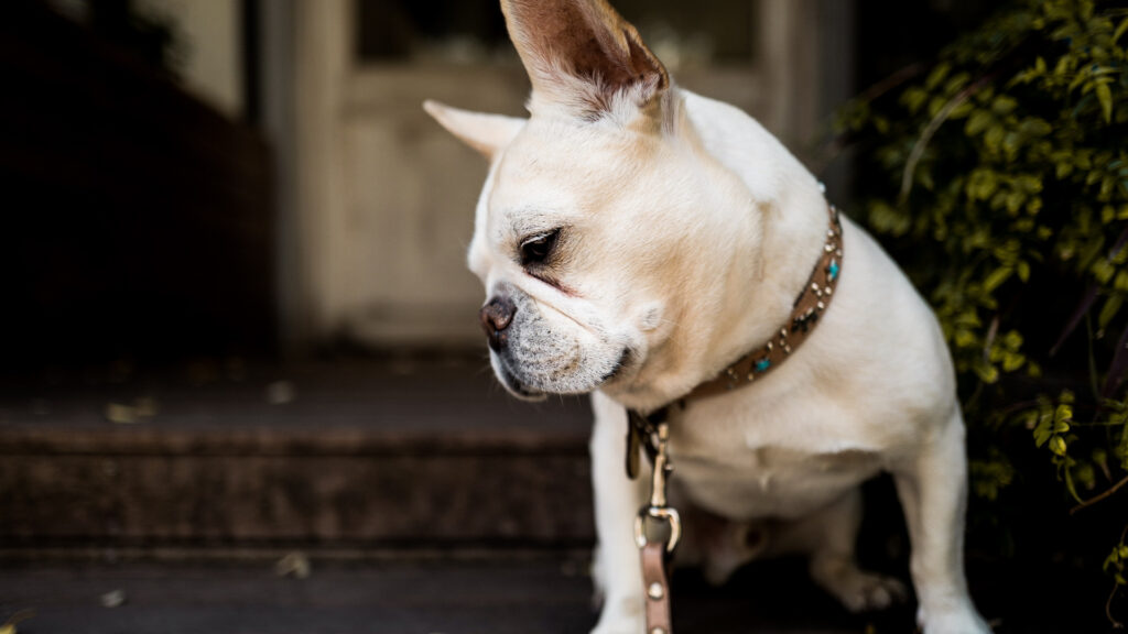 how to train a stubborn dog