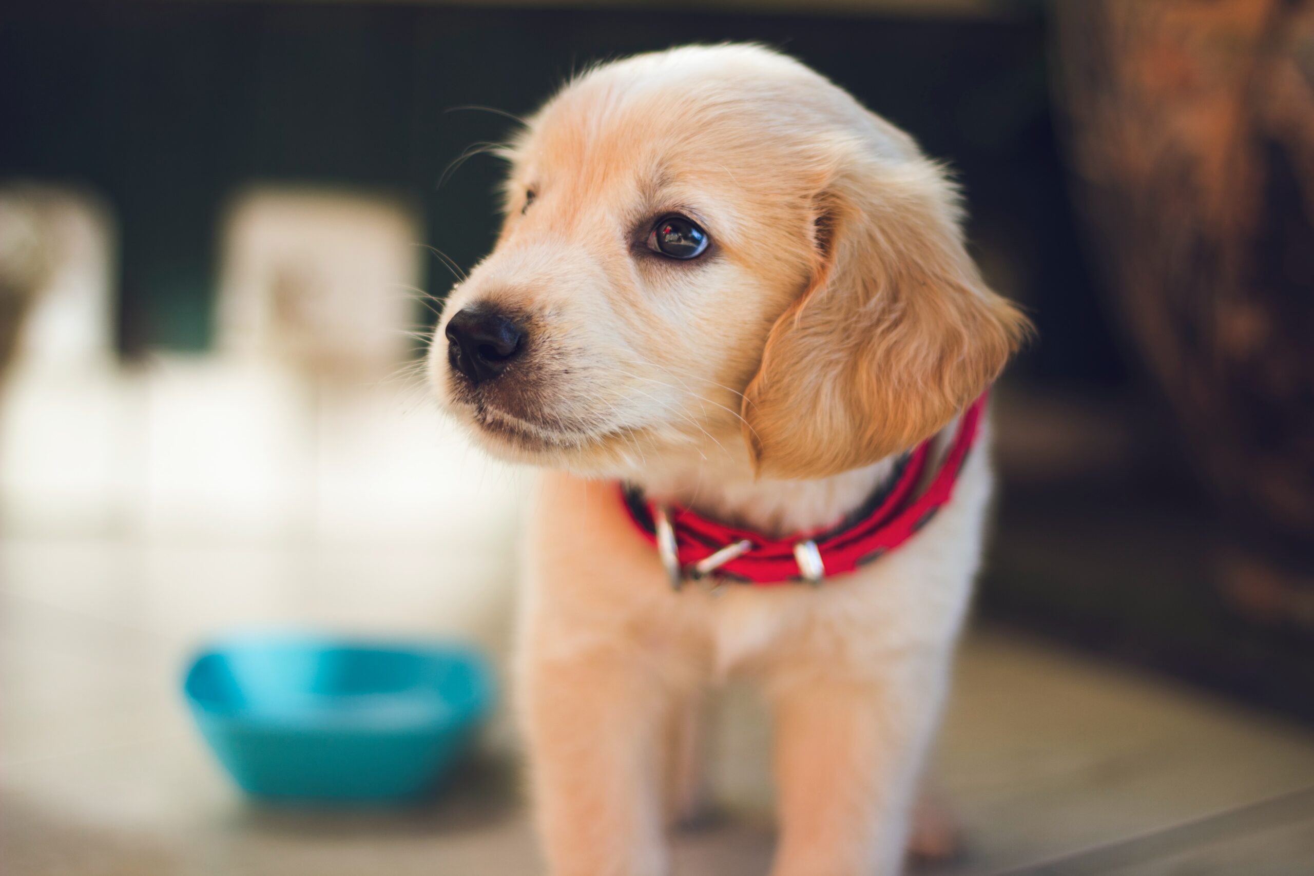 How to Crate Train a Dog with Separation Anxiety