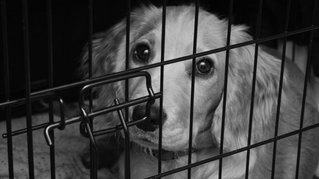 soundproof dog crates