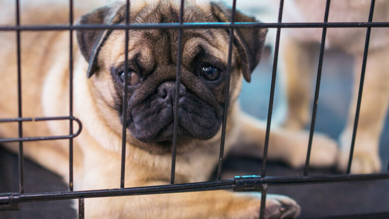 5 Ultimate Reasons Why Soundproof Dog Crates Are a Game-Changer for Anxious Dogs