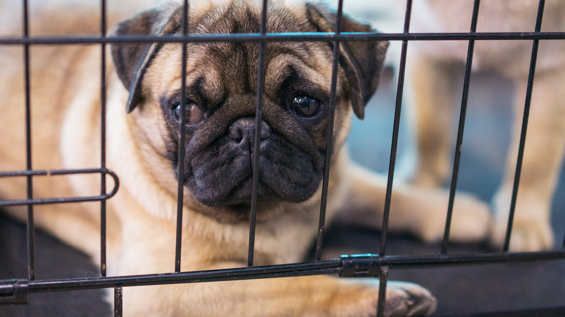 soundproof dog crates