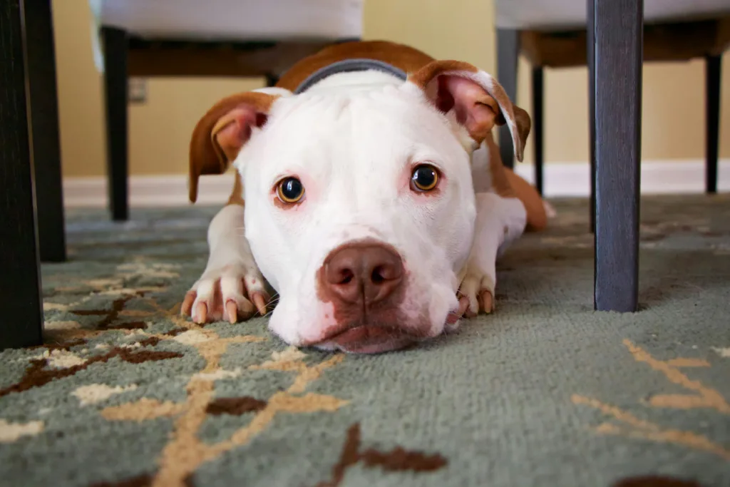 Dog Crate Anxiety